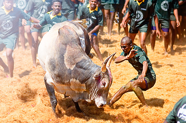 Jallikattu (bull taming sport) from Palamedu in Madurai district