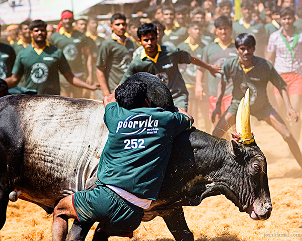 Jallikattu (bull taming sport) from Palamedu in Madurai district