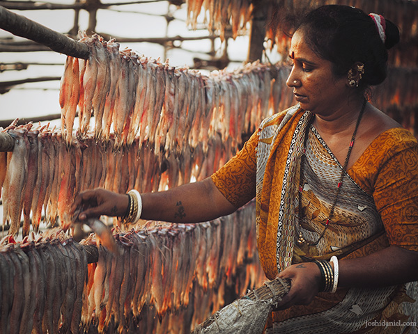 A fisherwoman drying bombil fish or Bombay Duck in Versova, Mumbai