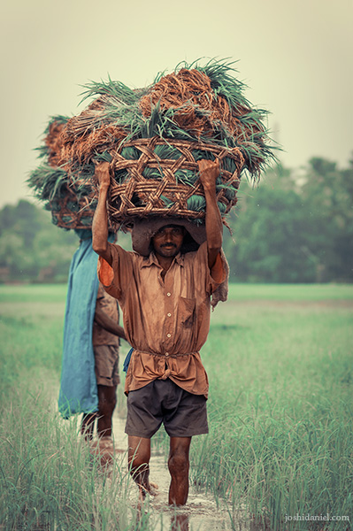 A farmer walking through fields in Hegde, Karnataka while holding a basket